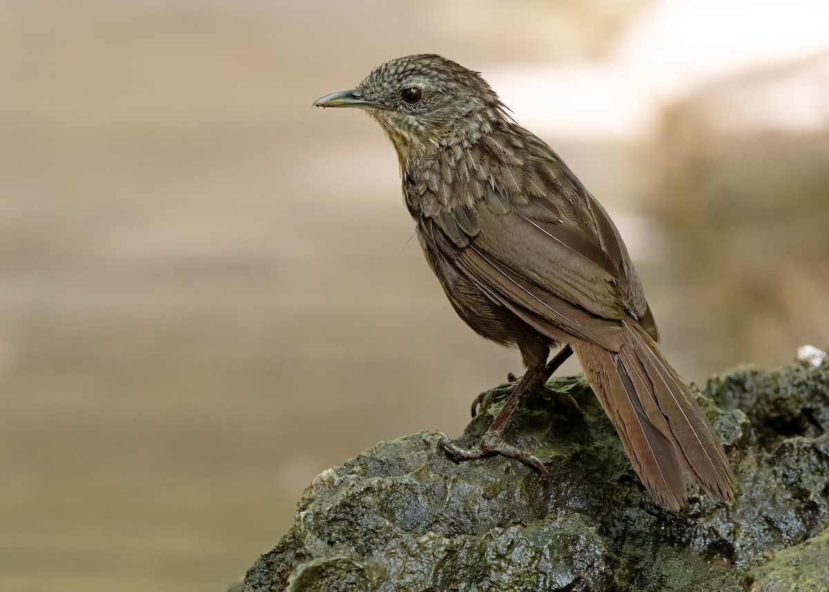 Variable Limestone Babbler - ML647012991