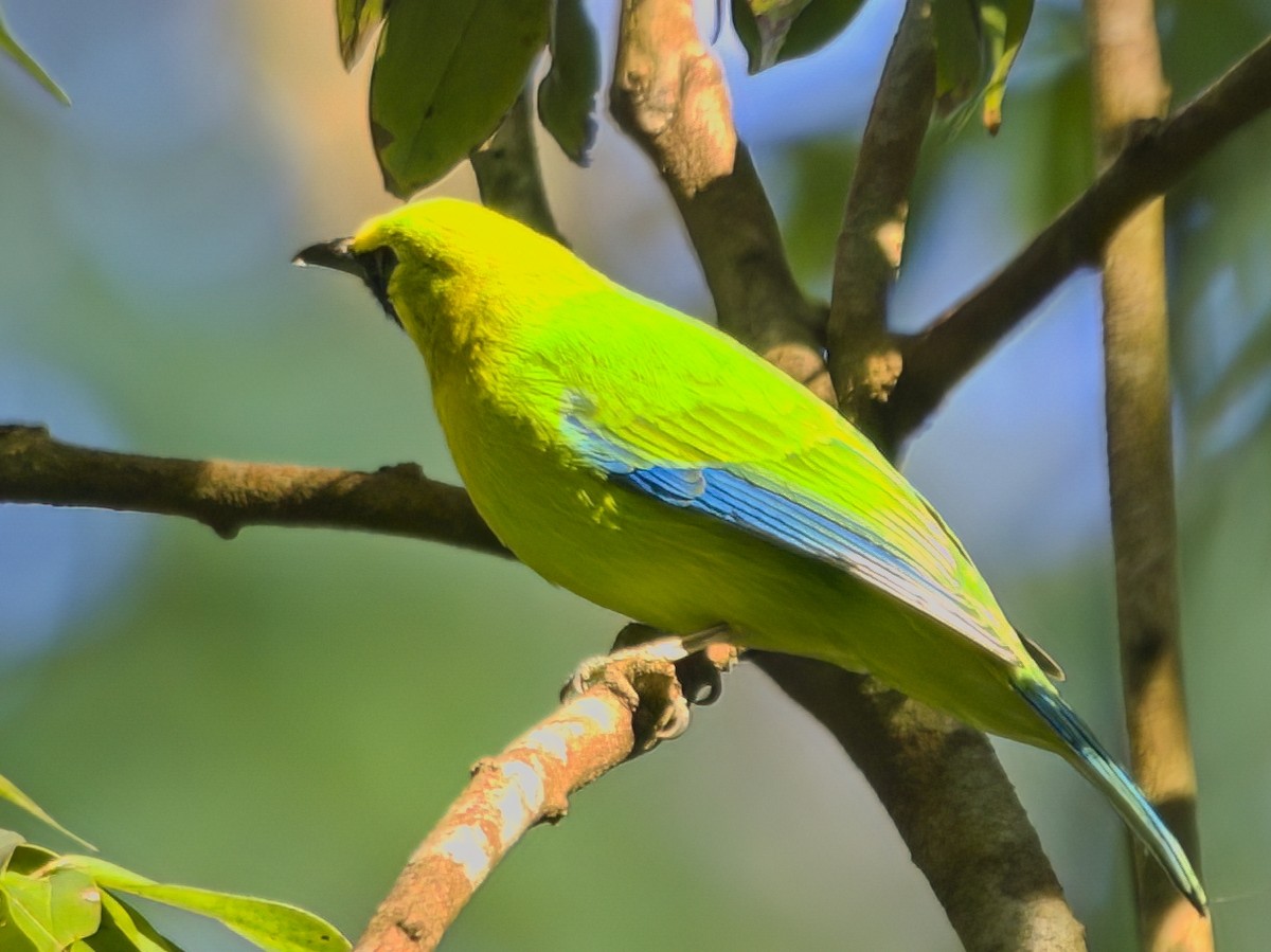 Blue-winged Leafbird - ML647012992