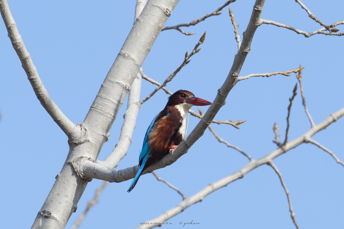 White-throated Kingfisher - ML647012998