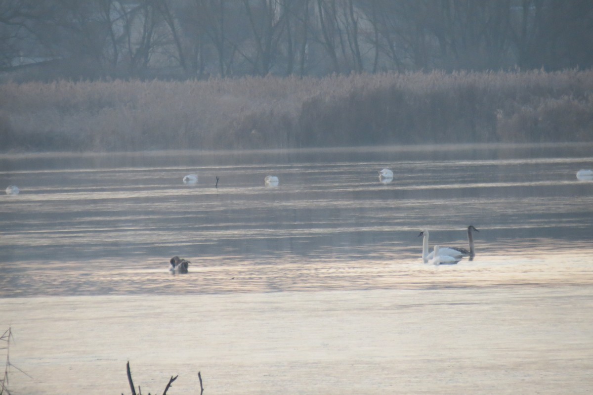 Mute Swan - ML647012999