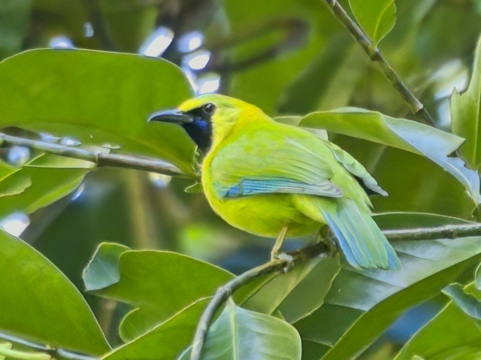 Blue-winged Leafbird - ML647013001