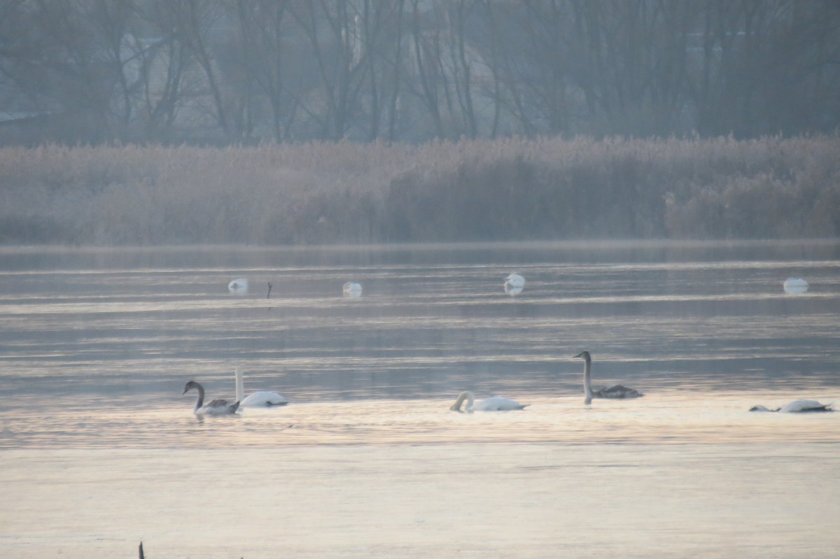 Mute Swan - ML647013004