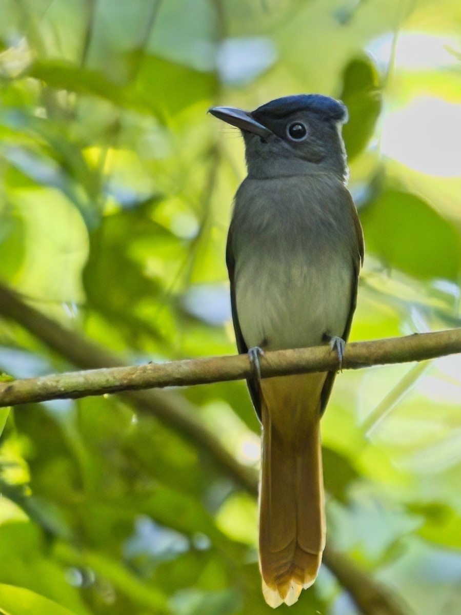 Blyth's Paradise-Flycatcher - ML647013005
