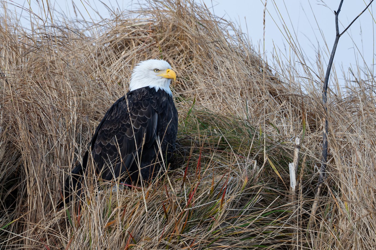 Bald Eagle - ML647013006