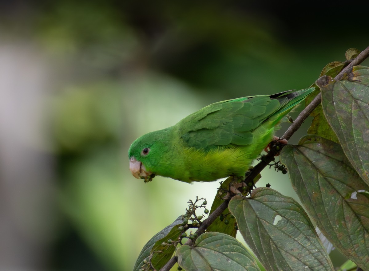 Riparian Parrotlet - ML647013007