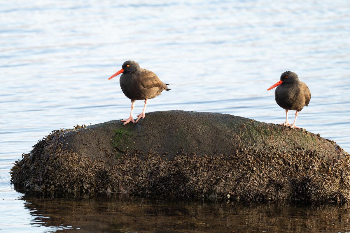 Black Oystercatcher - ML647013008
