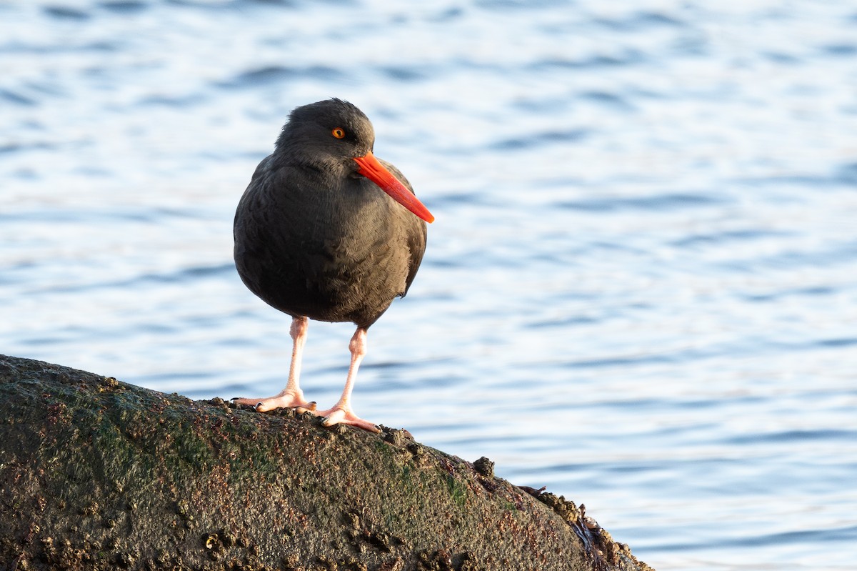 Black Oystercatcher - ML647013009