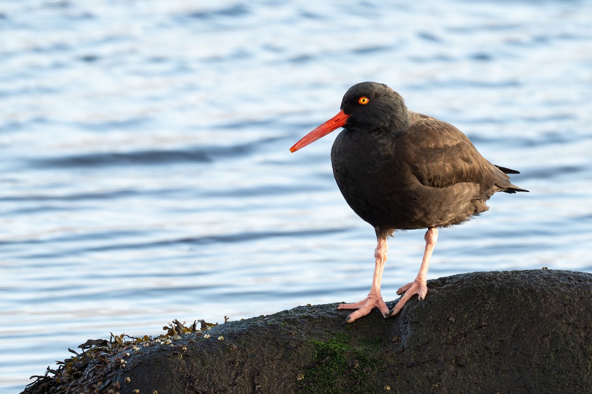 Black Oystercatcher - ML647013011