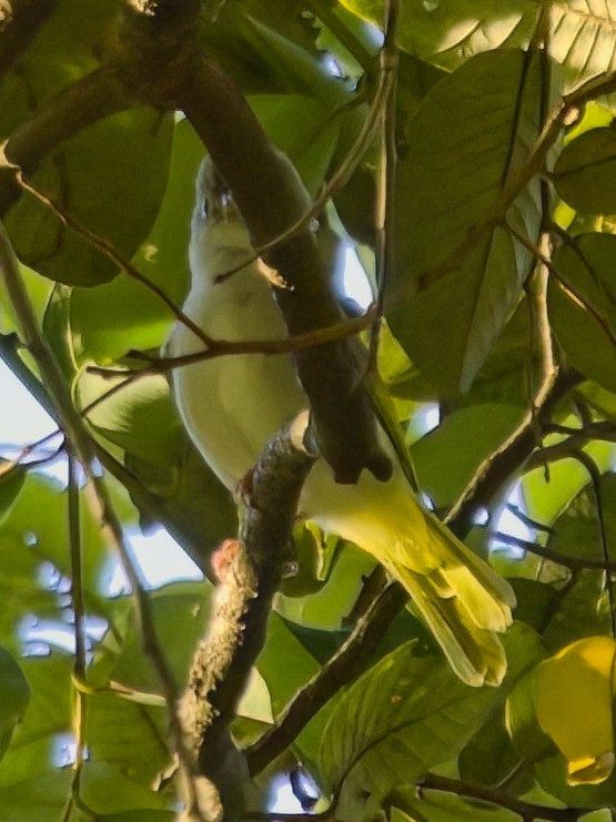 White-bellied Erpornis - ML647013012