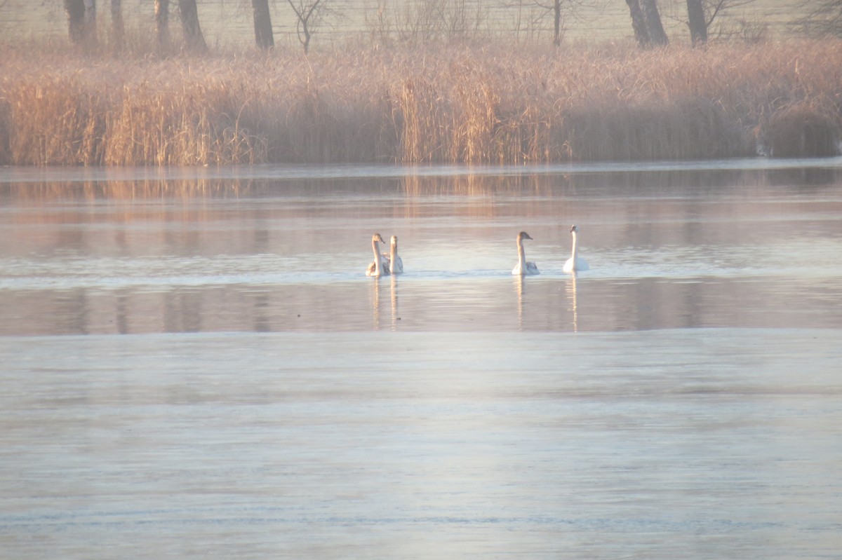Mute Swan - ML647013013