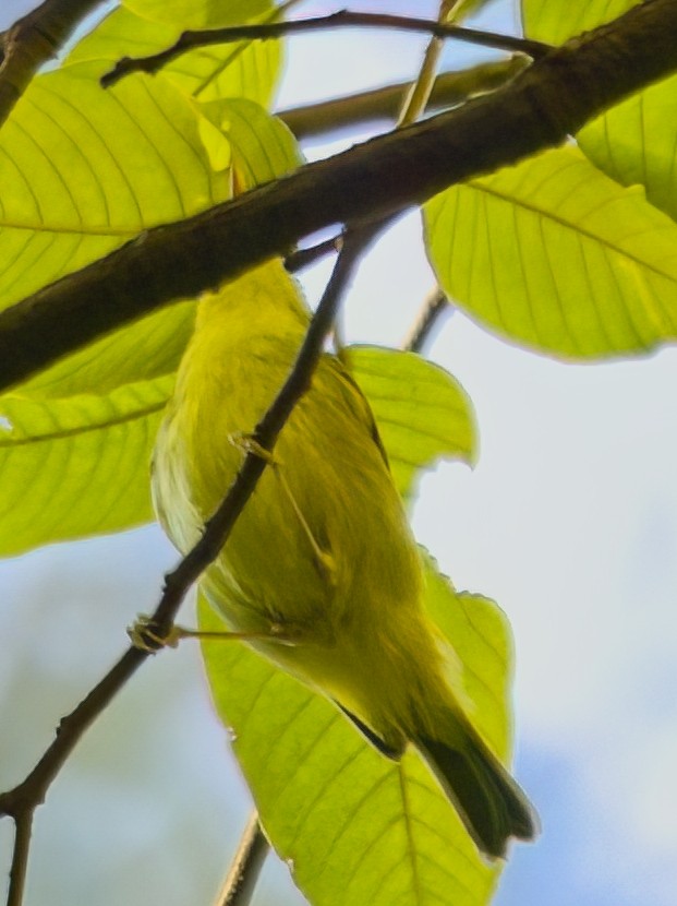 Sulphur-breasted Warbler - ML647013015