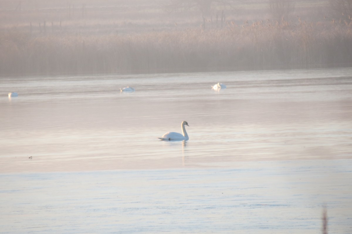 Mute Swan - ML647013016