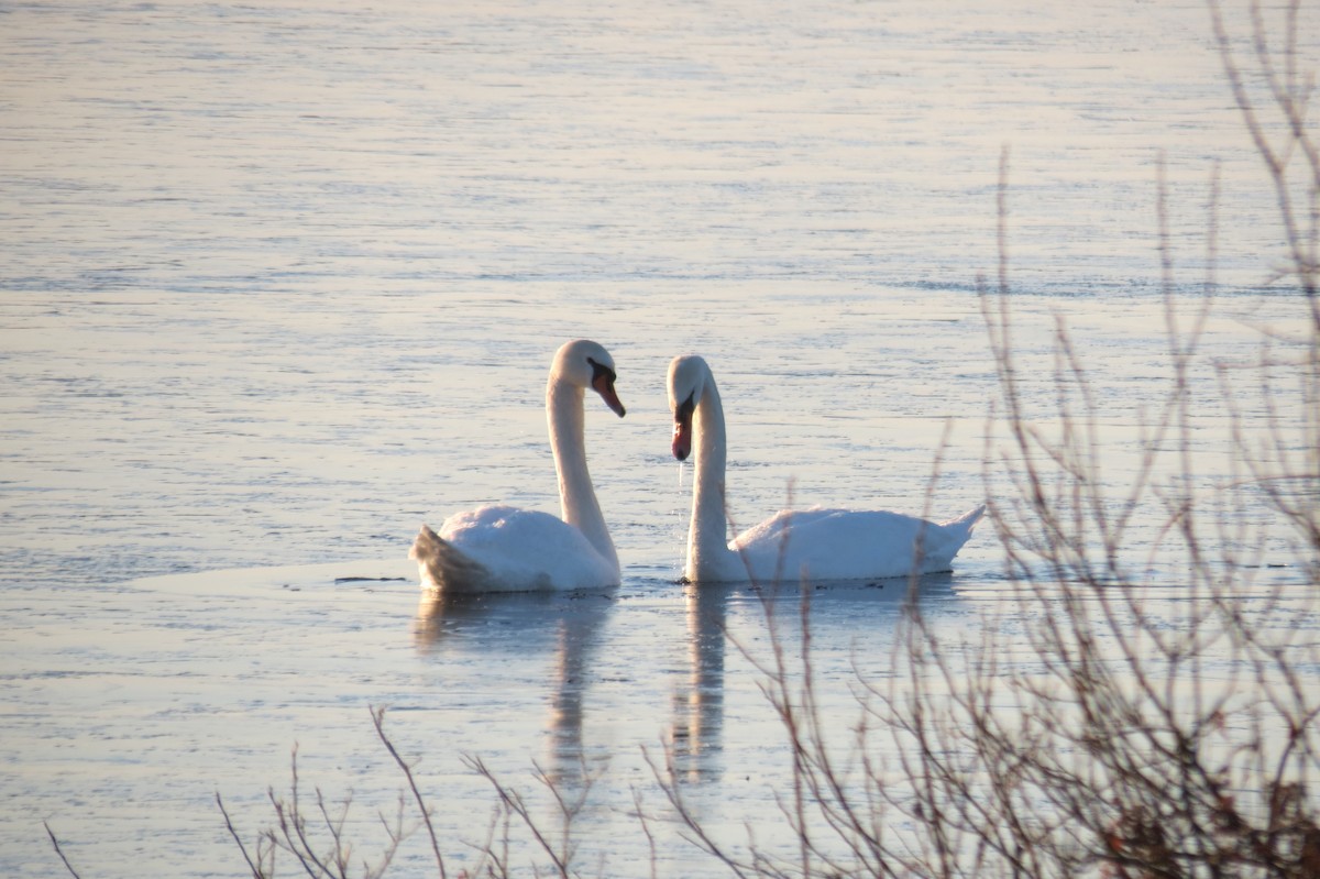Mute Swan - ML647013017
