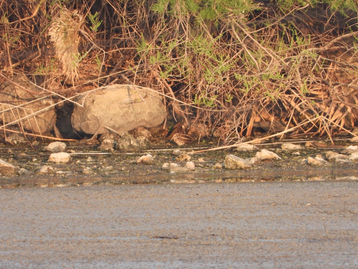 Jack Snipe - ML647013026