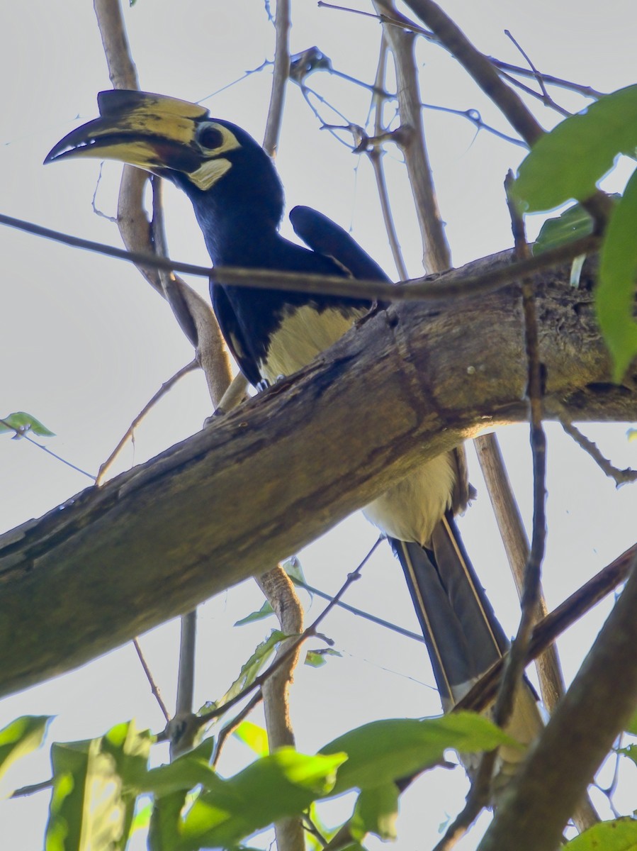Oriental Pied-Hornbill - ML647013032