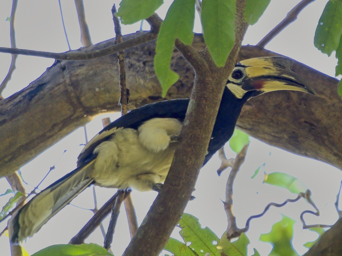 Oriental Pied-Hornbill - ML647013034