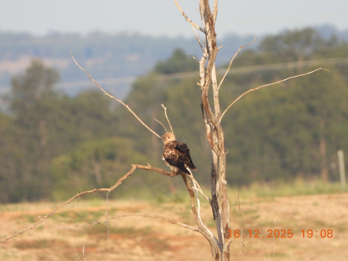 Whistling Kite - ML647013036