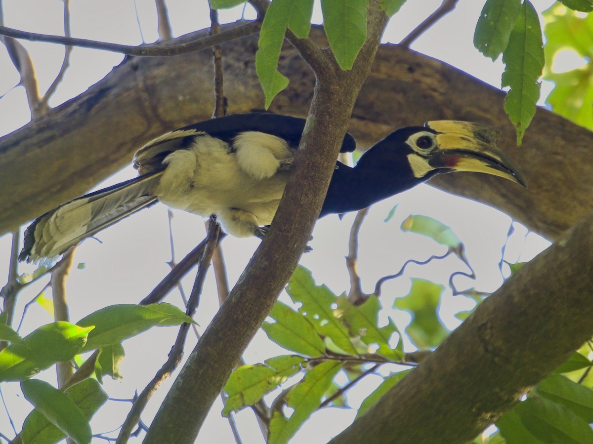 Oriental Pied-Hornbill - ML647013037