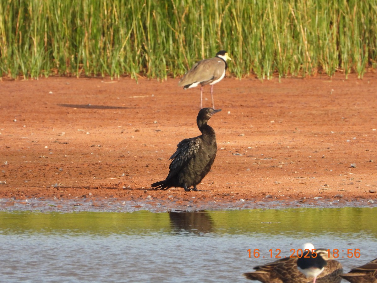Little Black Cormorant - ML647013038