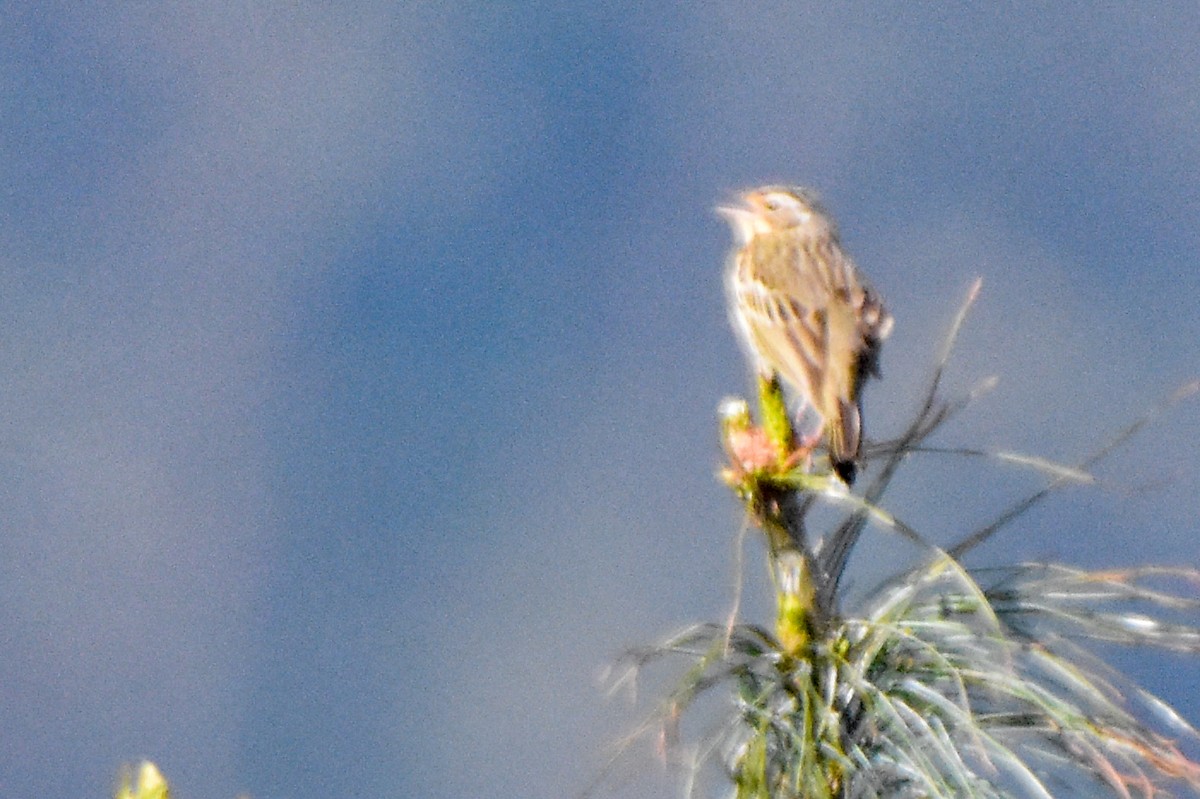 Olive-backed Pipit - ML647013039