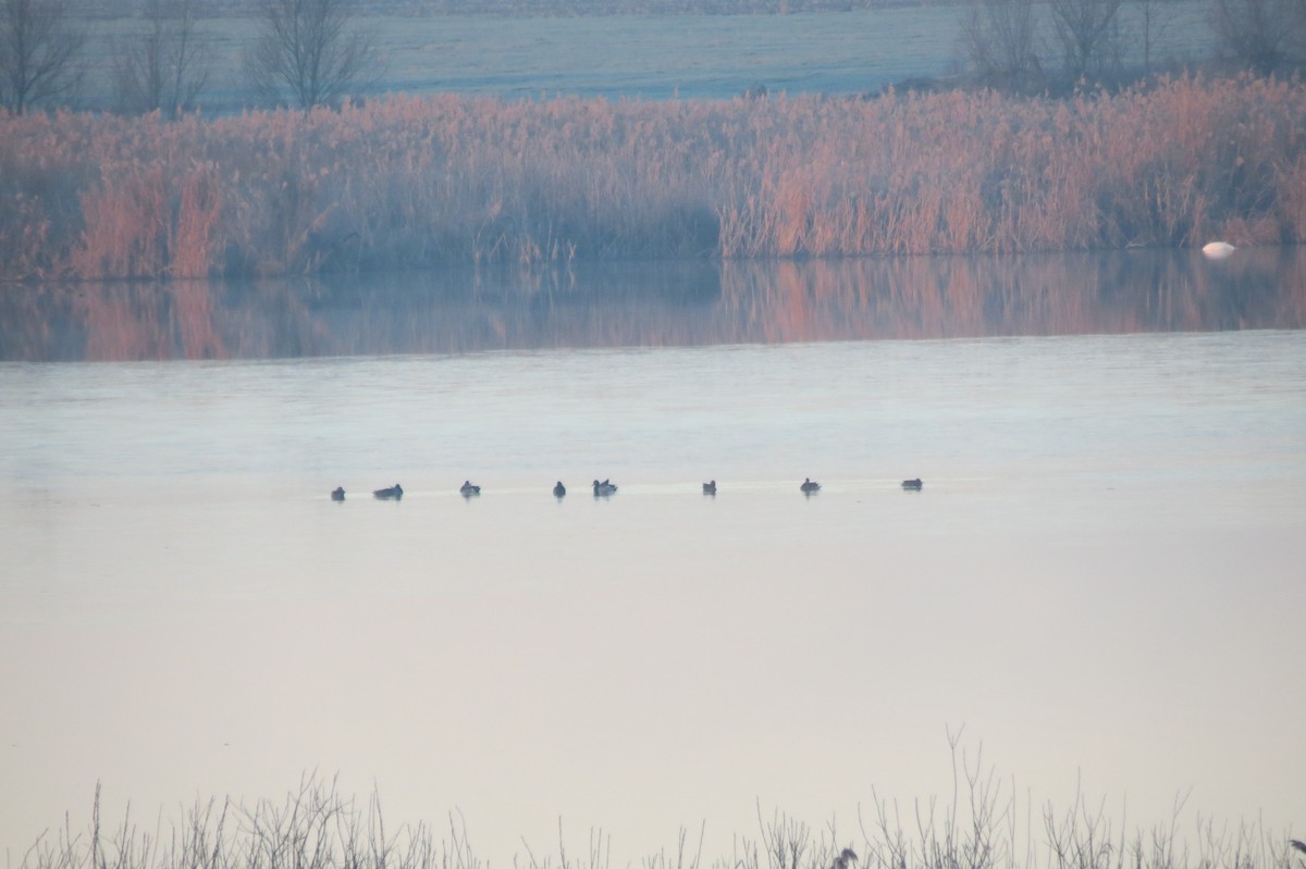 Mallard - ML647013040