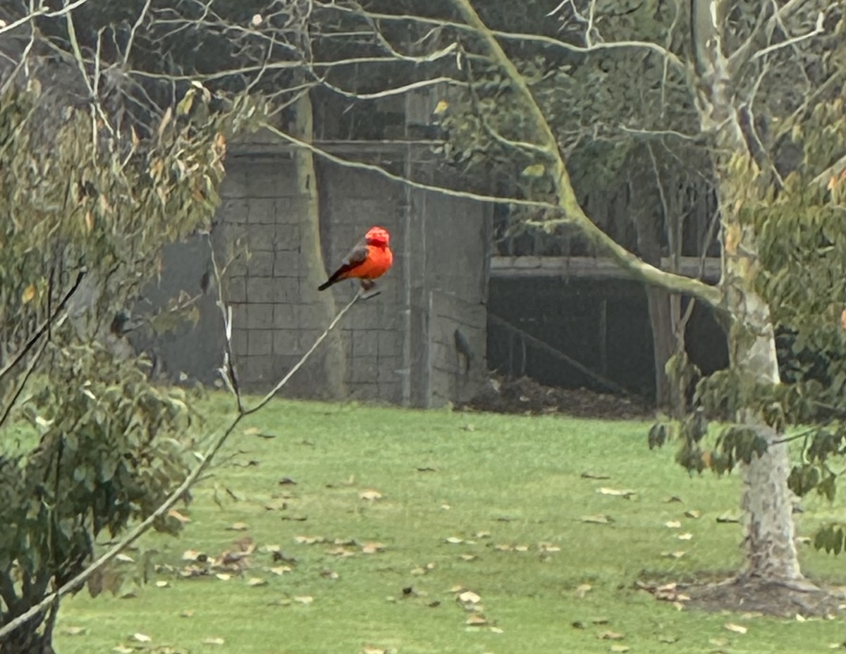 Vermilion Flycatcher - ML647013041