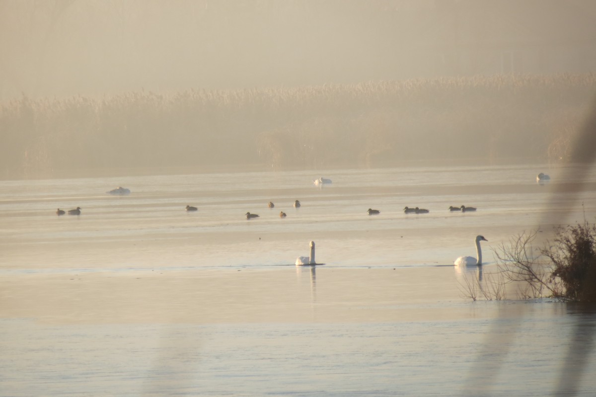 Mallard - ML647013045