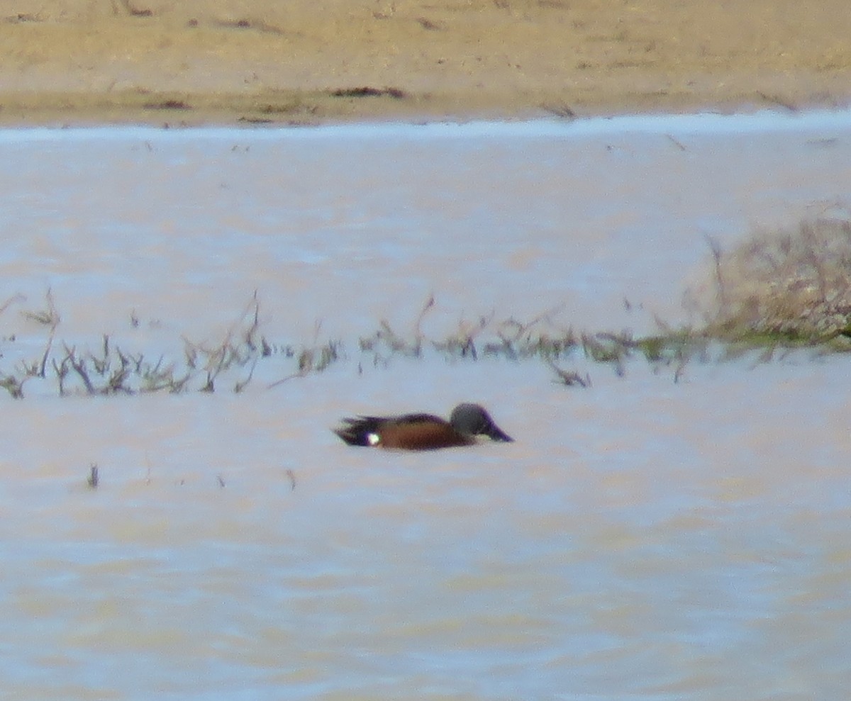 Australasian Shoveler - ML647013046