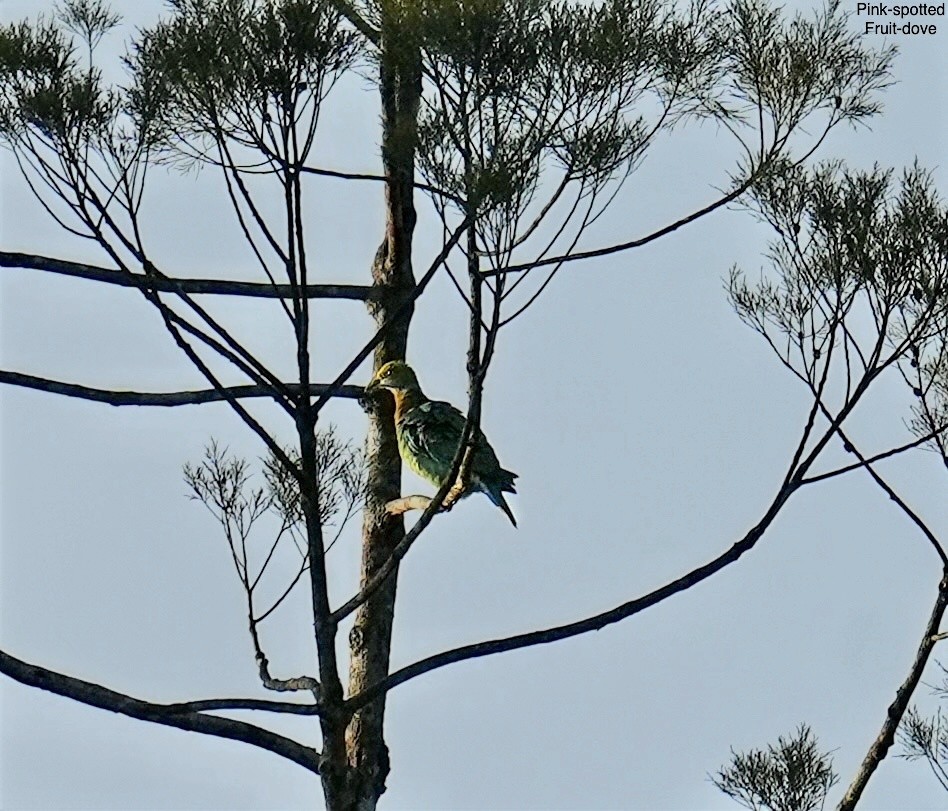 Pink-spotted Fruit-Dove - ML647013053