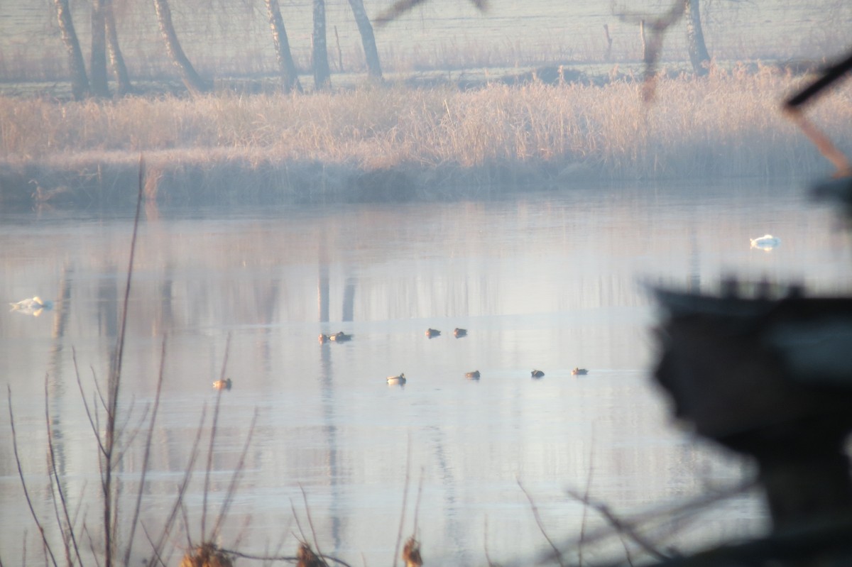 Mallard - ML647013054