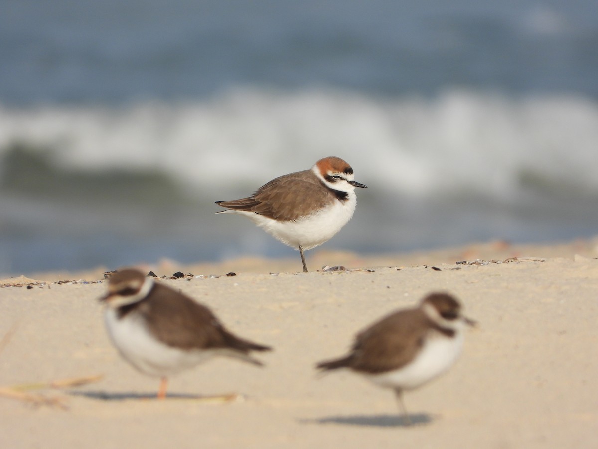Kentish Plover - ML647013057