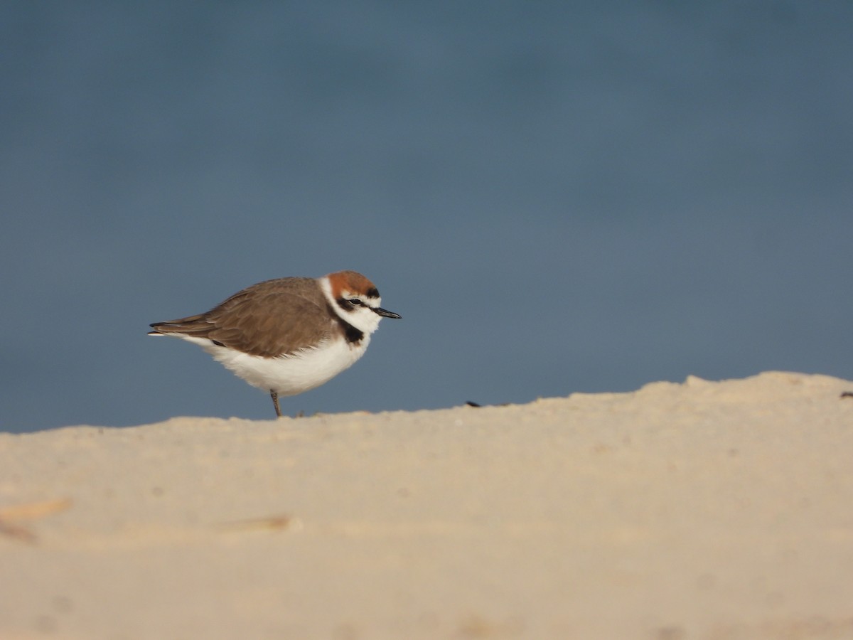 Kentish Plover - ML647013058