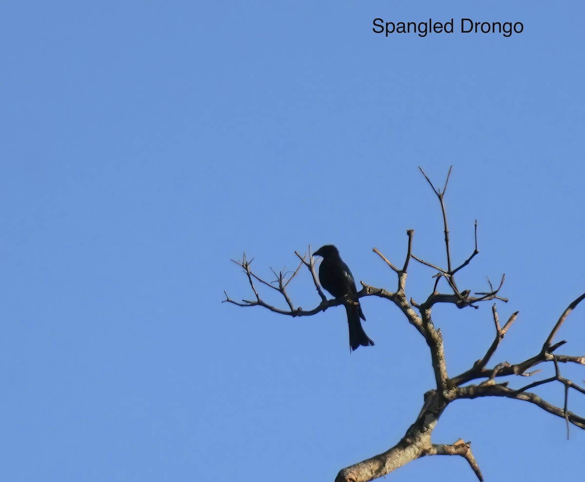 Spangled Drongo - ML647013059