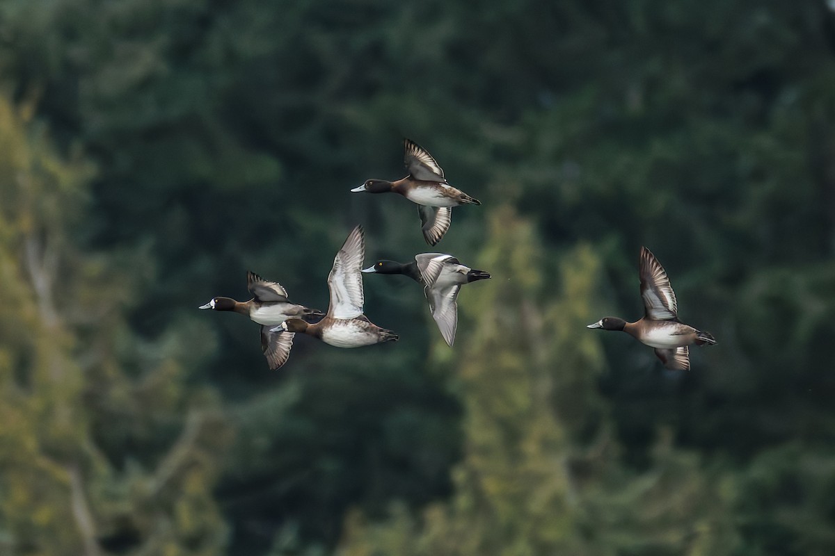 Lesser Scaup - ML647013060