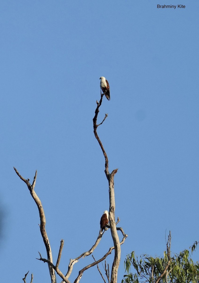 Brahminy Kite - ML647013061