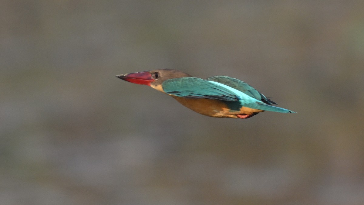 Stork-billed Kingfisher - ML647013063