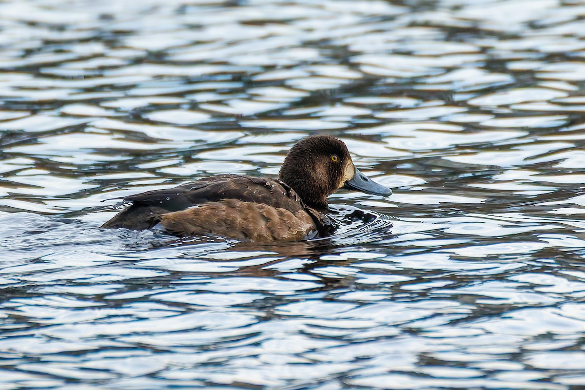 Greater Scaup - ML647013065