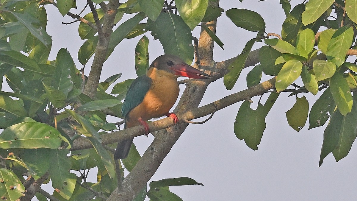 Гуріал смарагдовокрилий - ML647013069