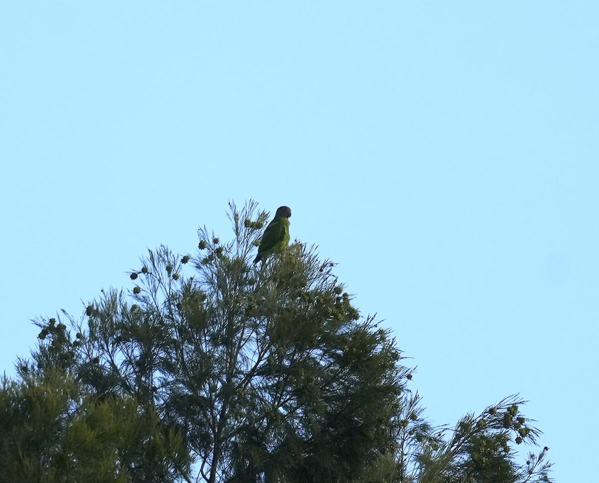 Лоріто червоноголовий - ML647013070