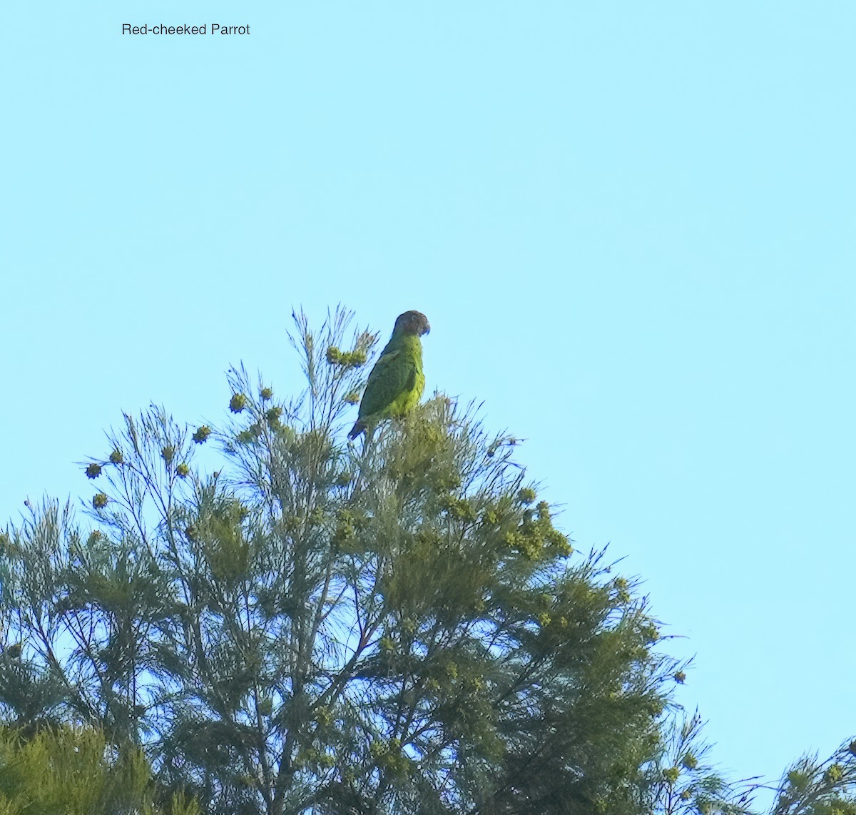 Лоріто червоноголовий - ML647013071