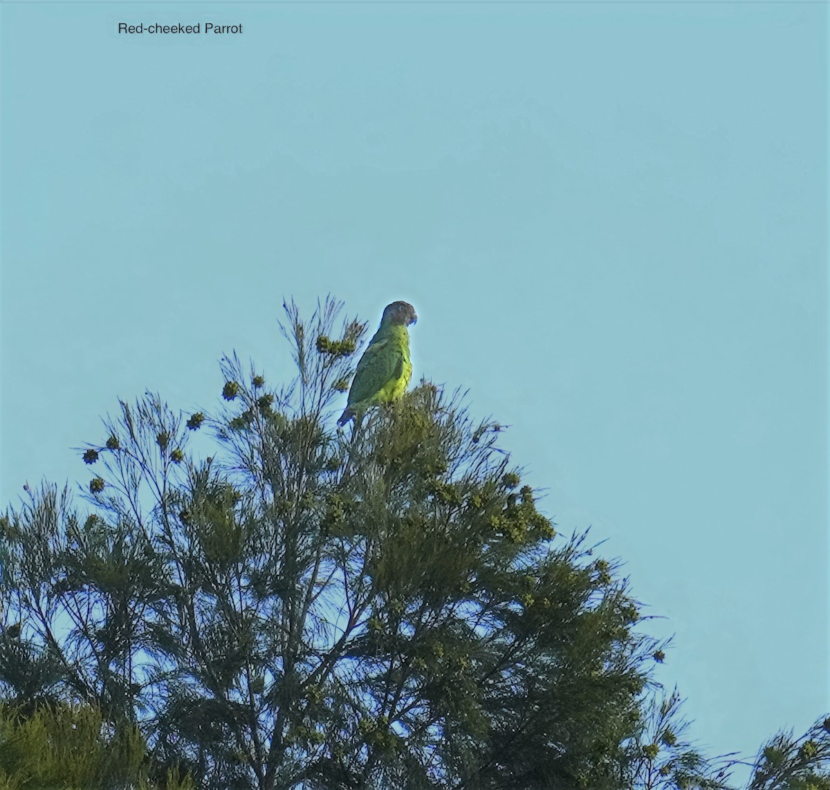 Лоріто червоноголовий - ML647013072