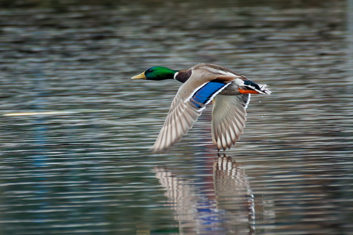 Ánade Azulón - ML647013074