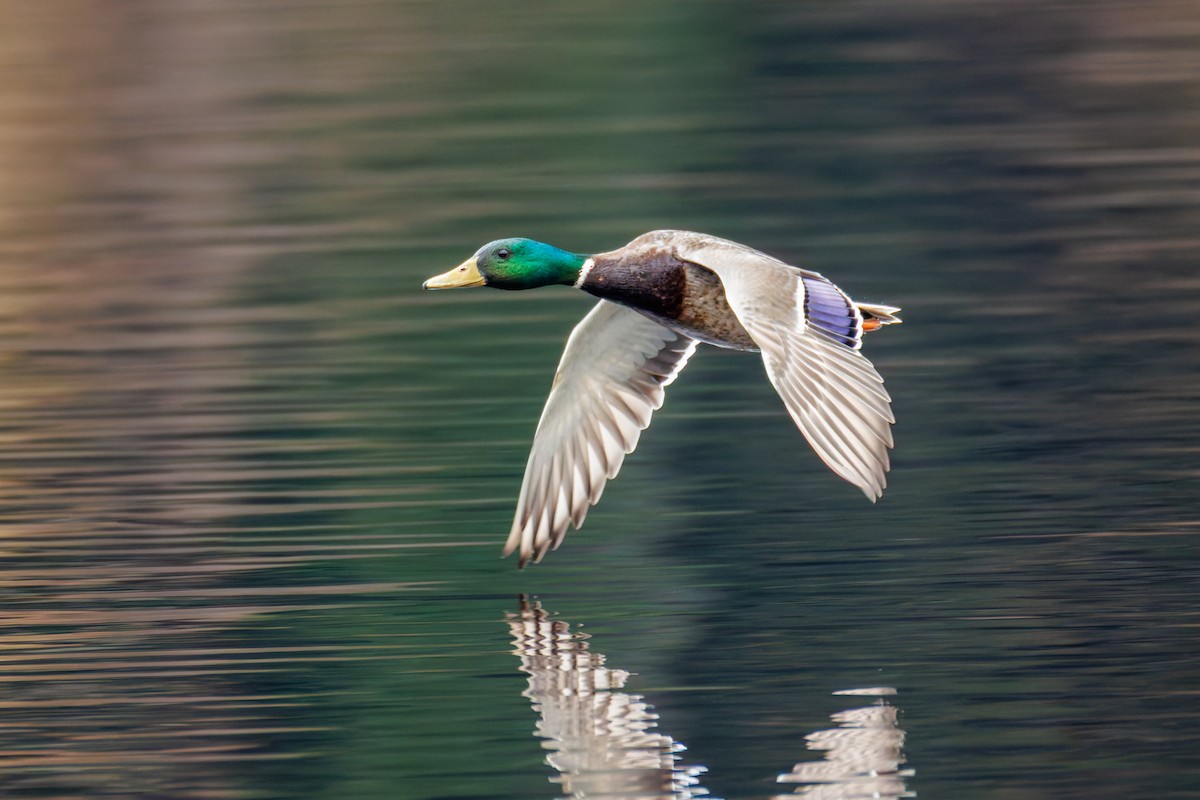 Ánade Azulón - ML647013075