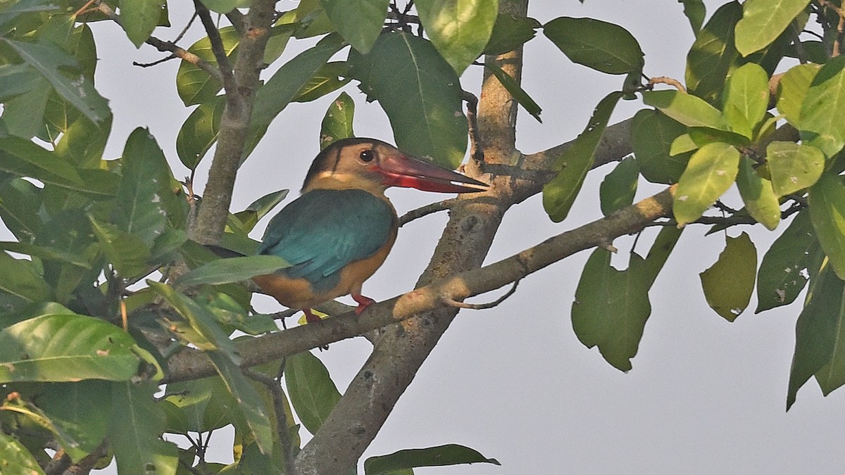 Гуріал смарагдовокрилий - ML647013076