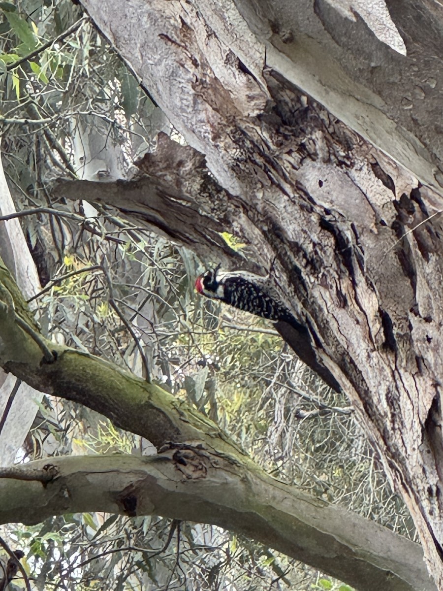 Nuttall's Woodpecker - ML647013079