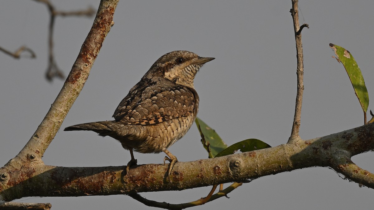 Eurasian Wryneck - ML647013085