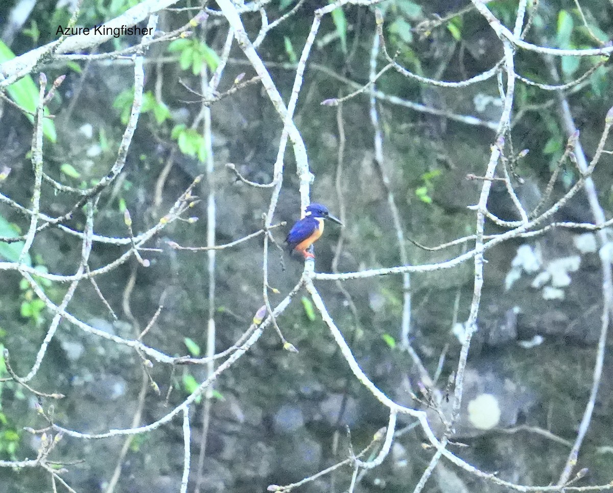 asurisfugl - ML647013087