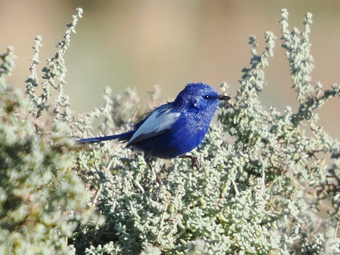 hvitvingealvesmett - ML647013089