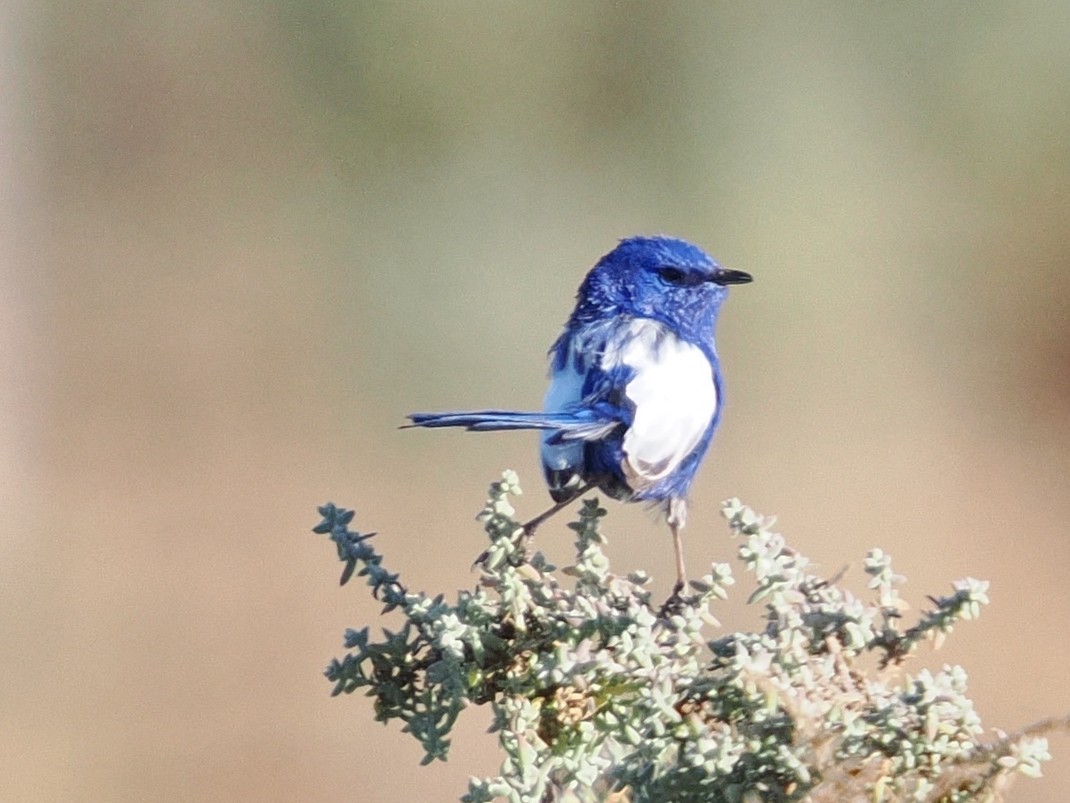 hvitvingealvesmett - ML647013090