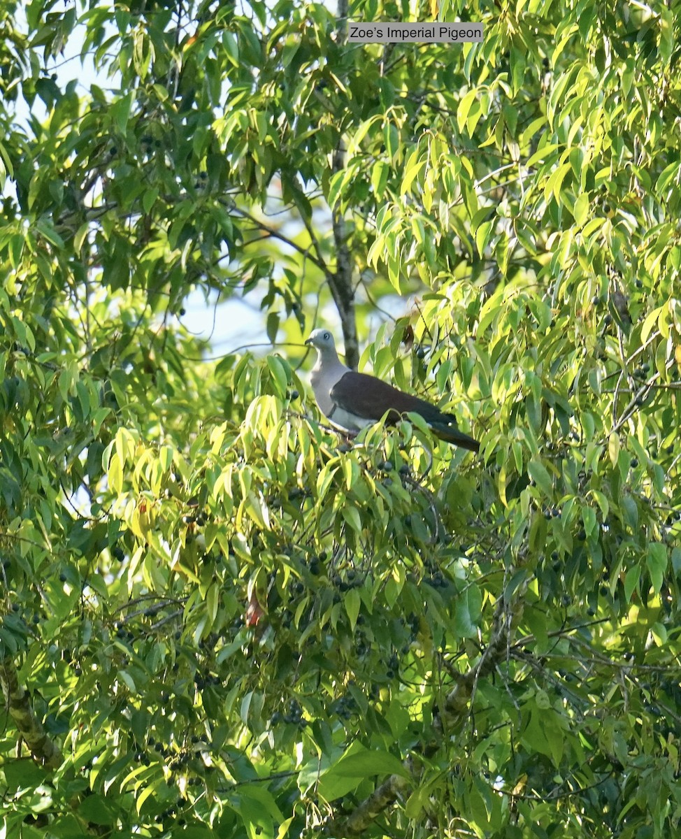 ringkeiserdue - ML647013091